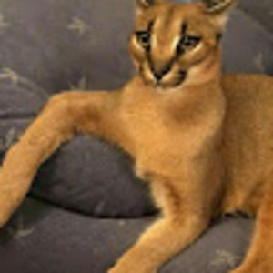 Meet your Posher, Floppa